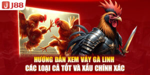 huong-dan-xem-vay-ga-linh-cac-loai-ca-tot-va-xau-chinh-xac-